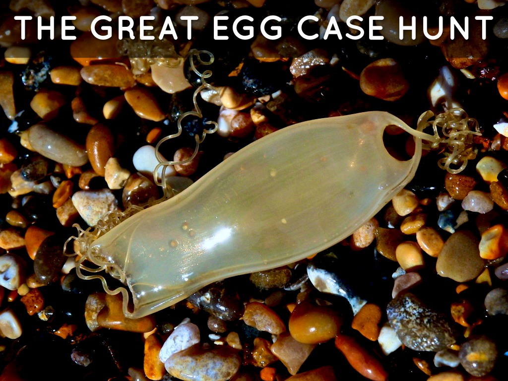 The Great Egg Case Hunt by alexandra.bradley