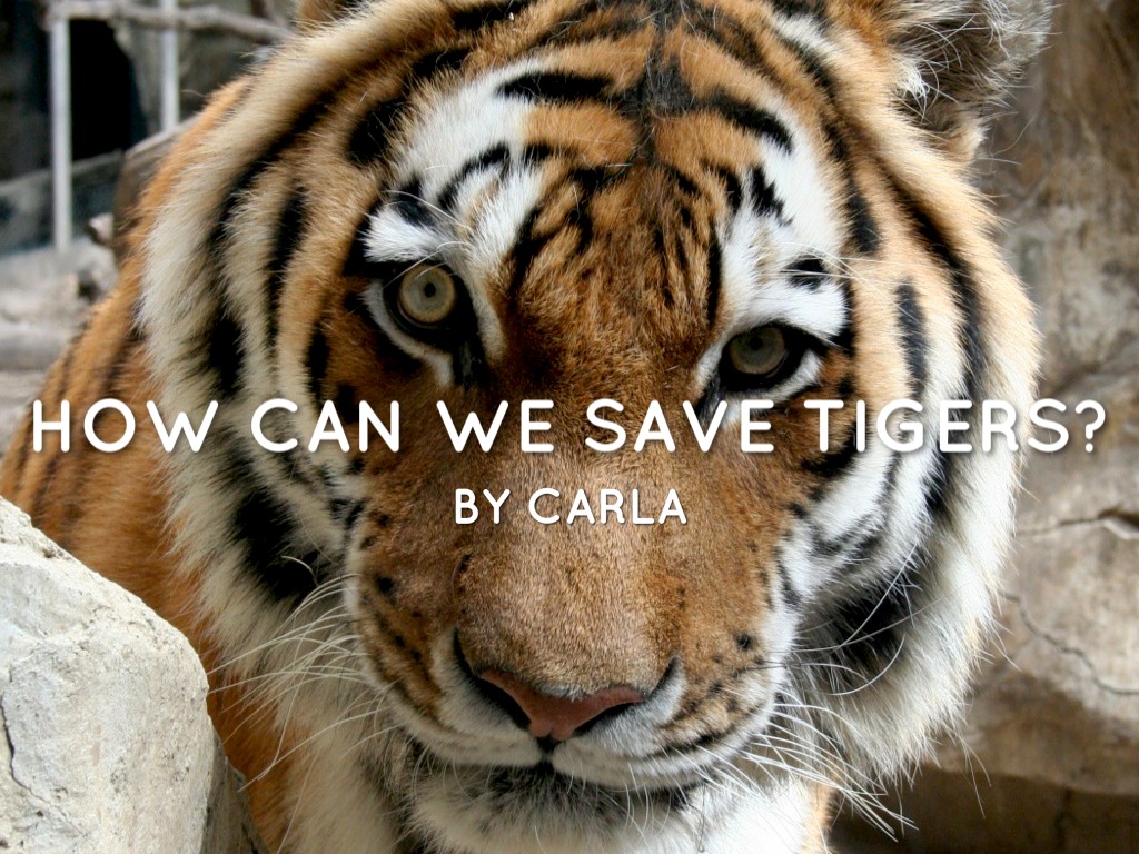How Can We Save The Tigers by clandazabal