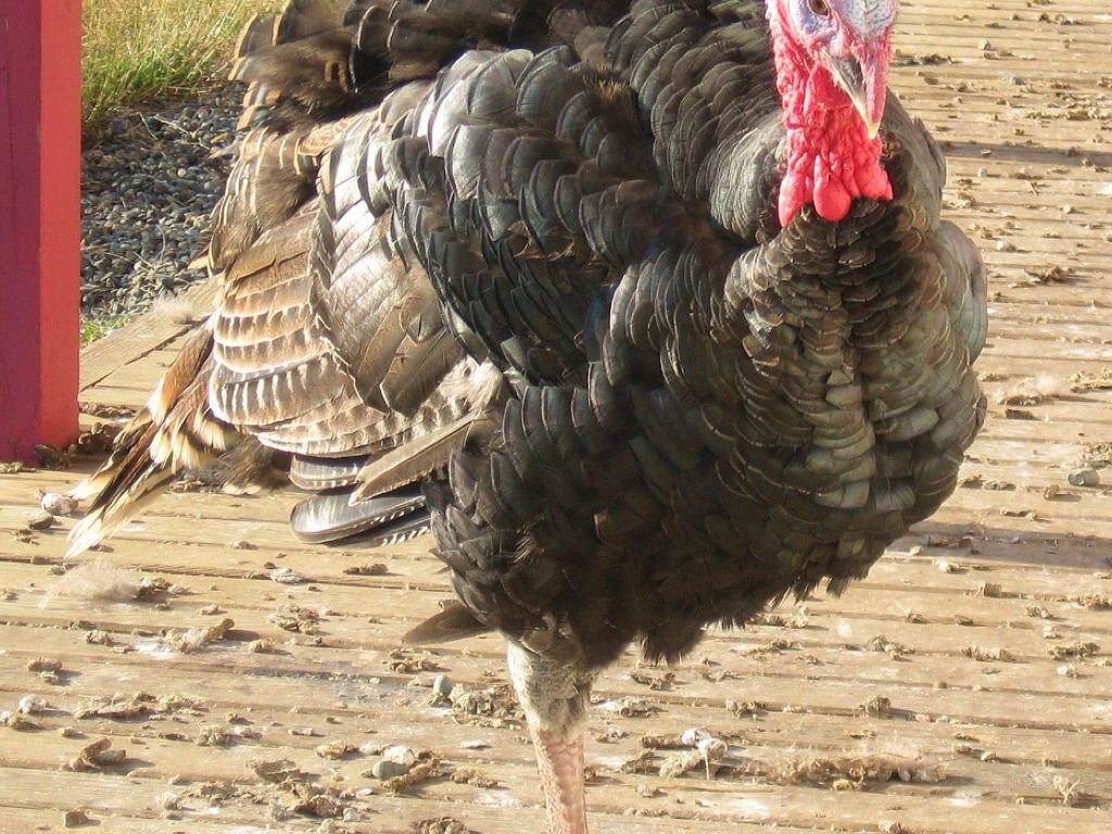 A Turkey For Thanksgiving