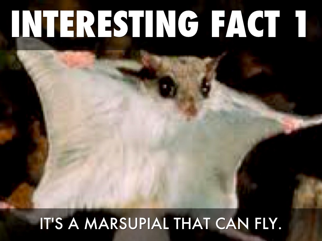 Sugar Glider By Nia Sutton by Nia Sutton