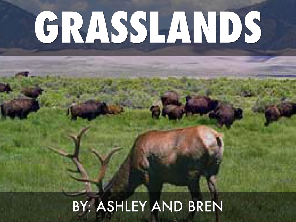 Grasslands 