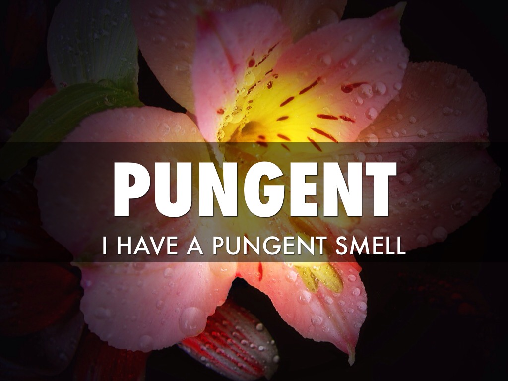 Vocabulary by Tanner Shorkey