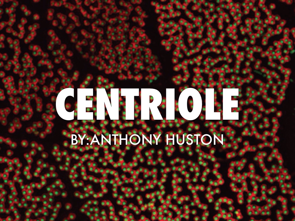 Centriole