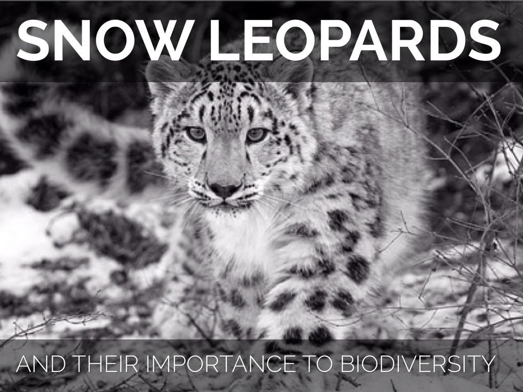 Snow Leopards 