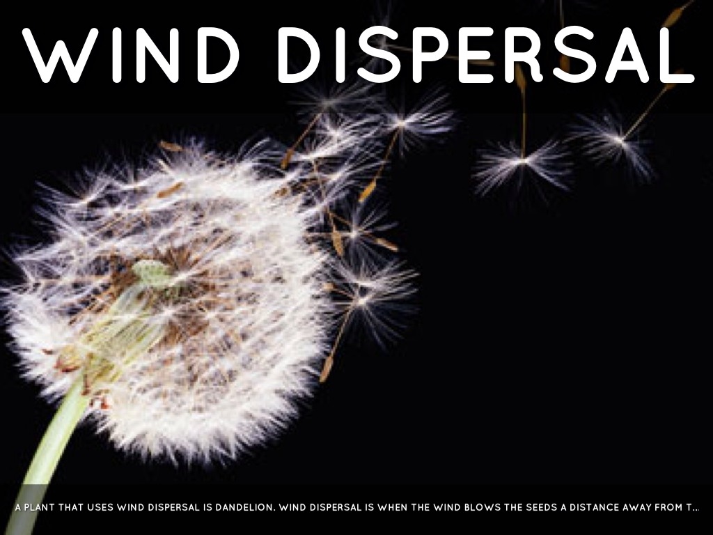 how seeds dispersed