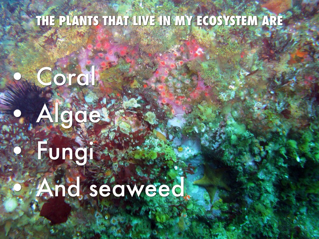 Ocean Ecosystem by Giovanna Arizmendi