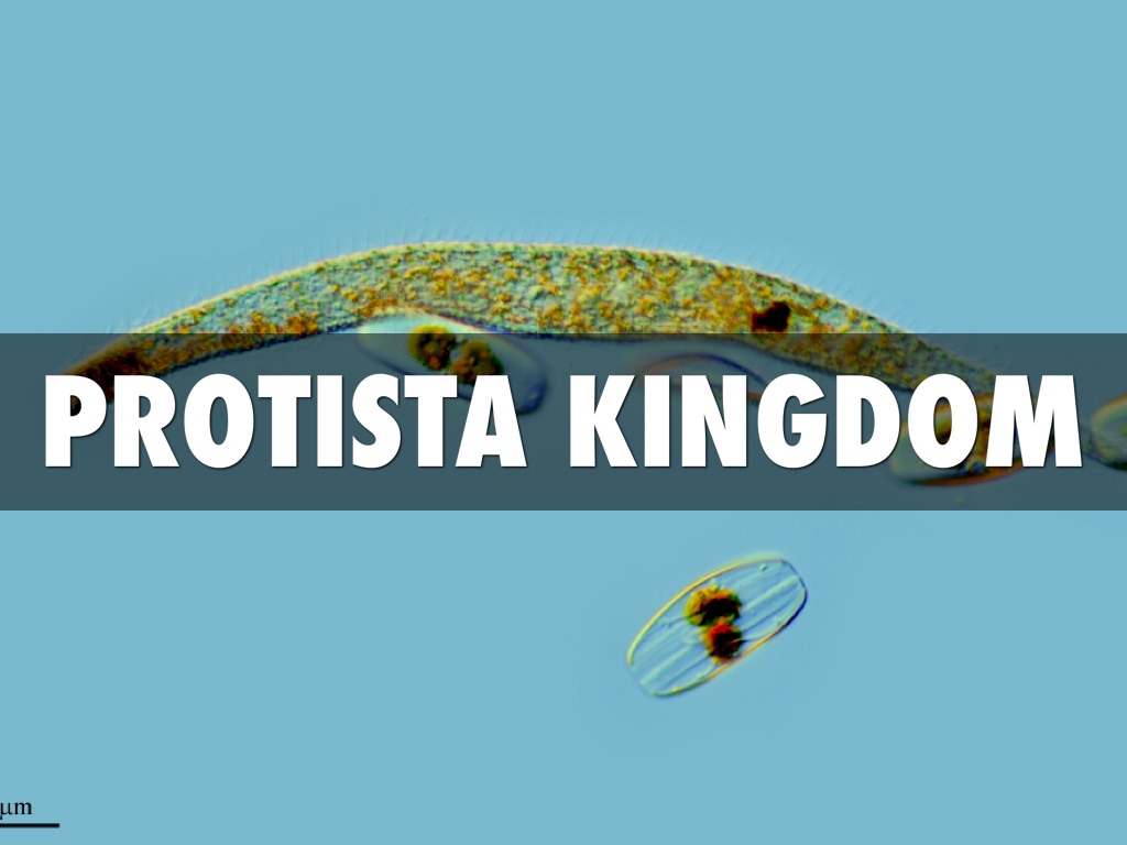 Protista kingdom