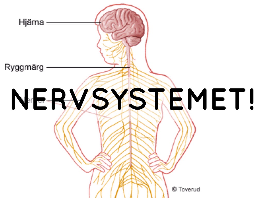 Nervsystemet