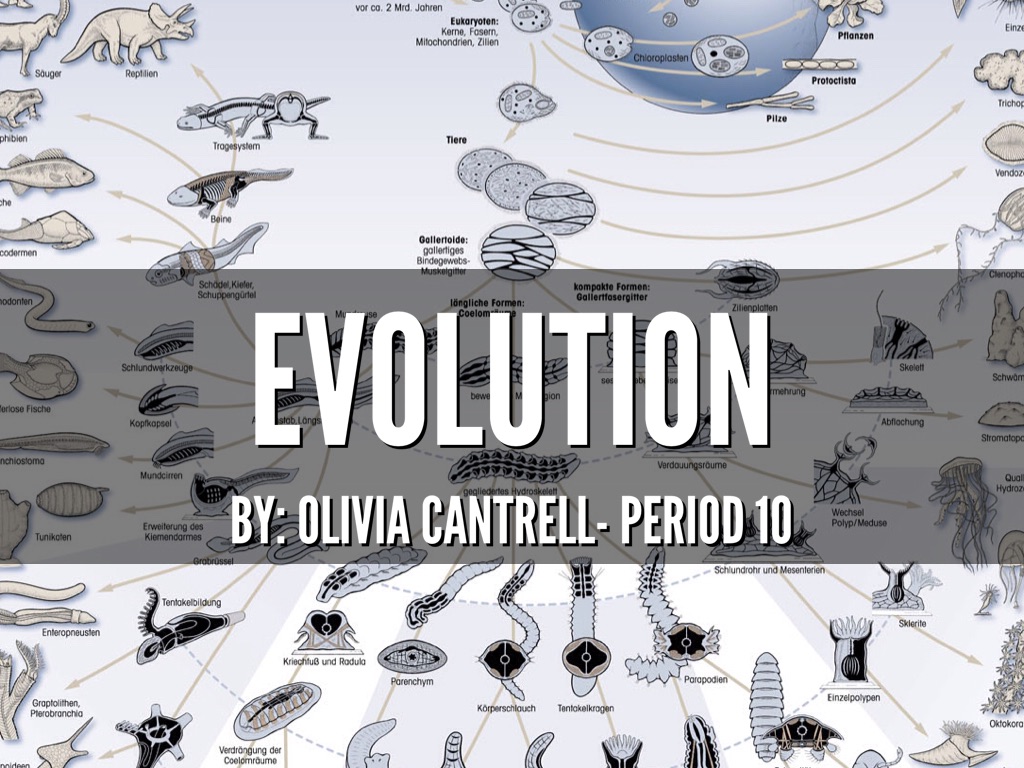 Evolution