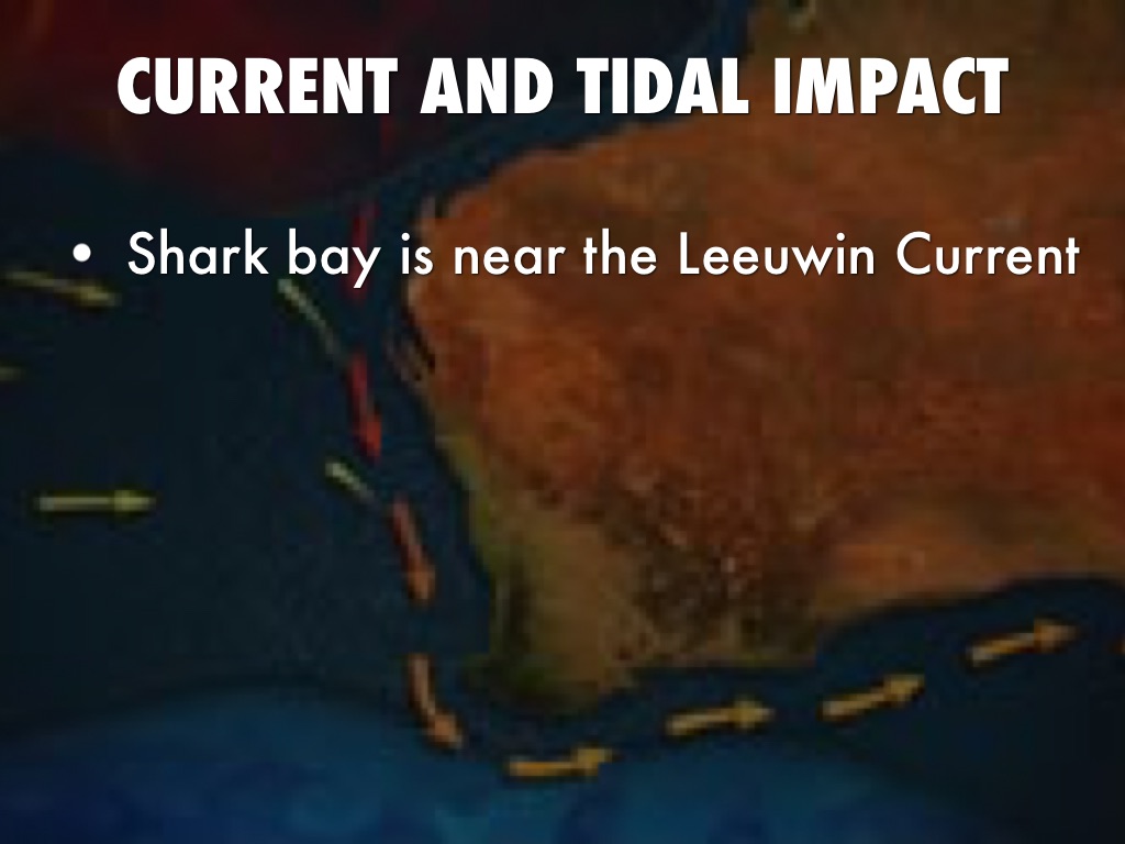 the leeuwin current the leeuwin current