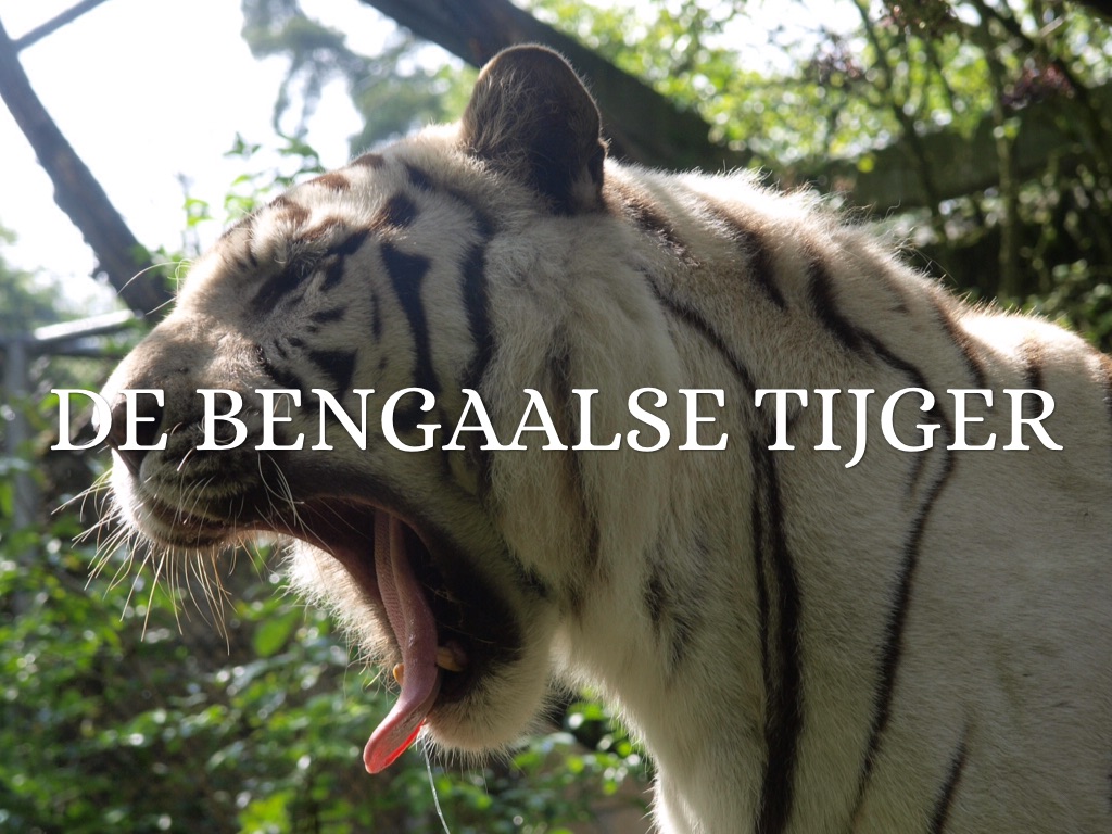 Bengaalse Tijger by Elayna Mastenbroek, image size:1024x768