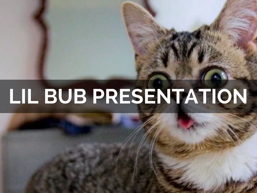 Lil bub Presentation 