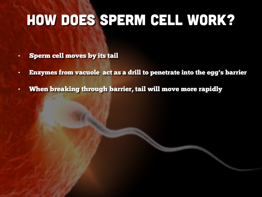 How does sperm cell work? 