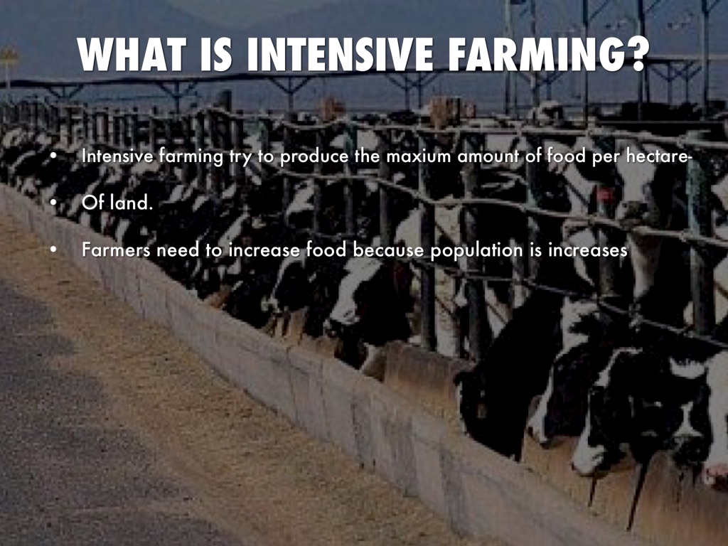 intensive-farming-by-chloe-hunter