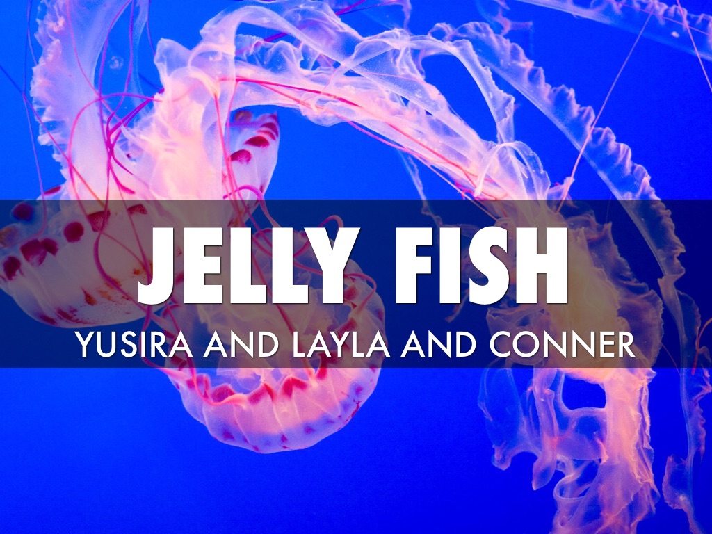 Jellyfish