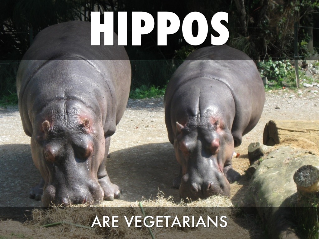 Hippos by Lori Kohls