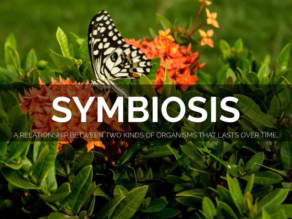 Symbiosis By: Vivian