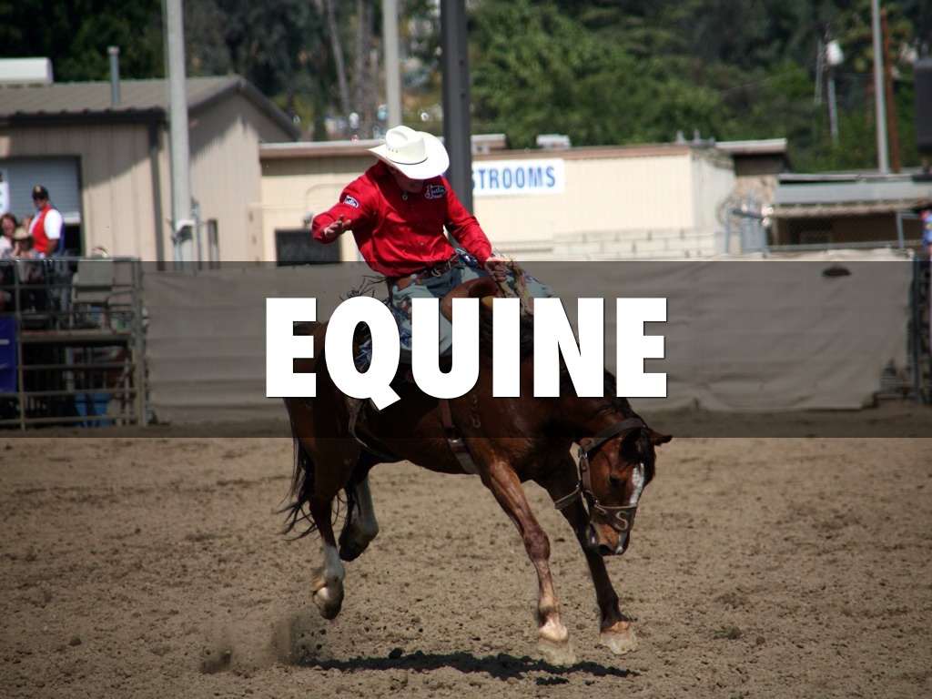 Equine