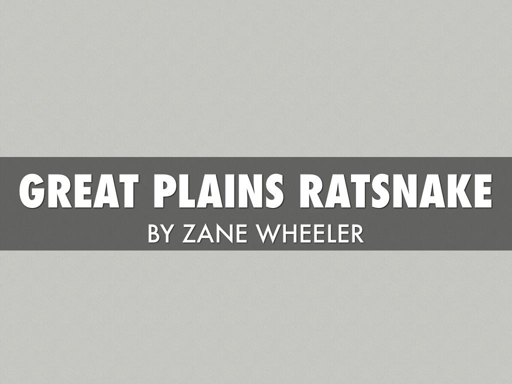 Great Plains Ratsnake