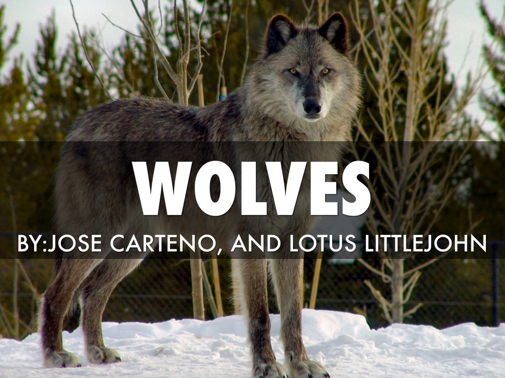 Wolves 