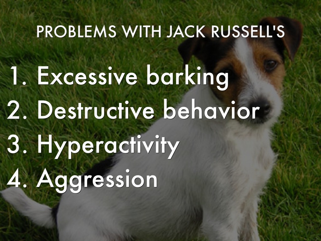 Jack Rus Terrier By Chad Mcwhorter Problems With Jack Rus S Excessive Barking Destructive Behavior
