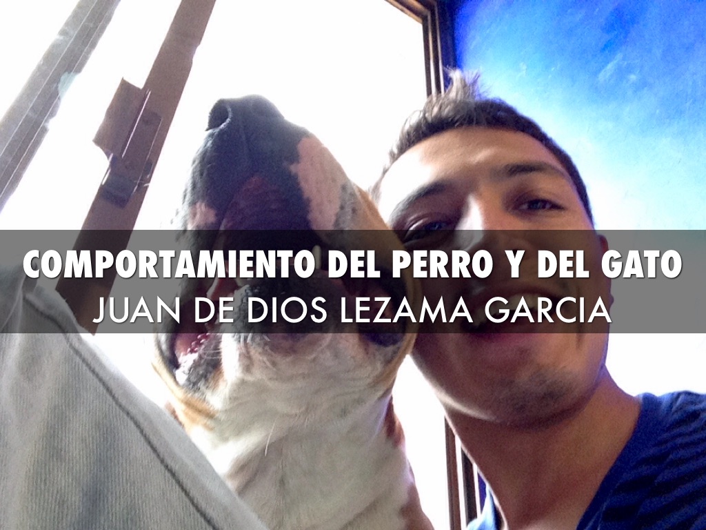 Comportamiento Del Perro Y Del Gato