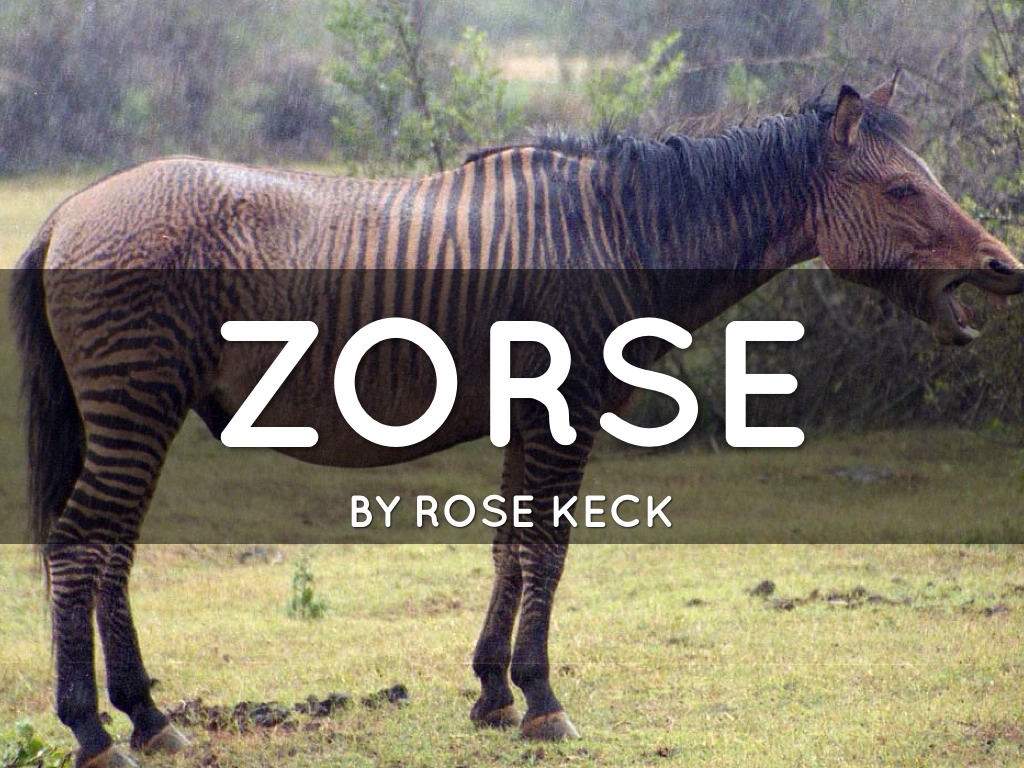 Zorse