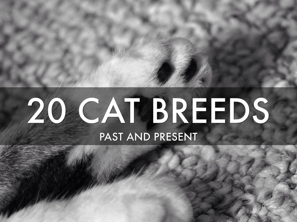 Cat Breeds