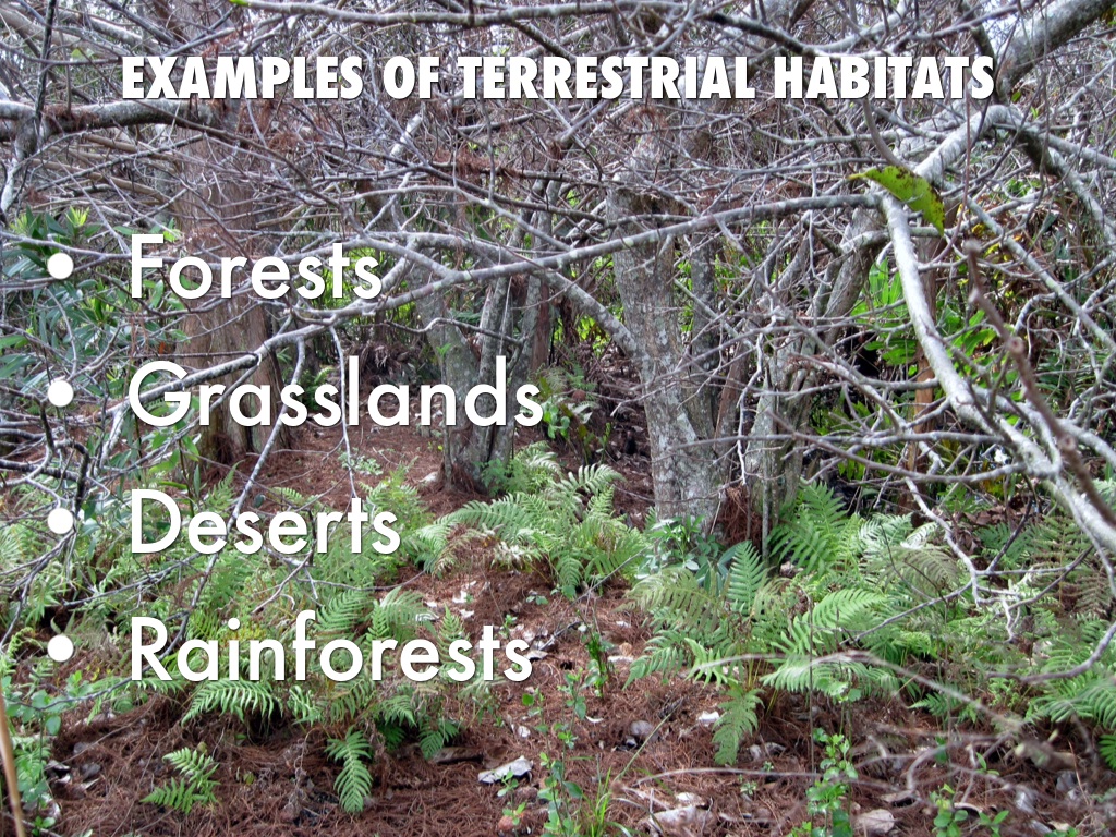 Habitats And Ecosystems by Samantha Banos