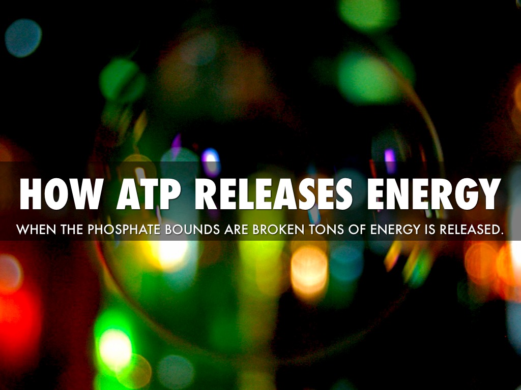 Cellular Respiration 