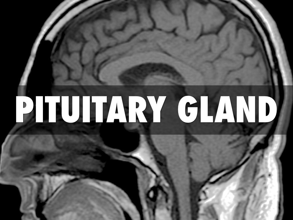 Pituitary Gland 