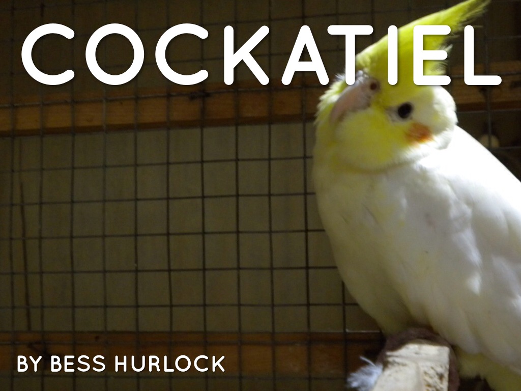 Cockatiel
