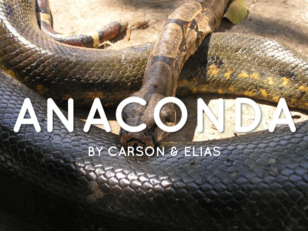 Anaconda By Carson & Elias