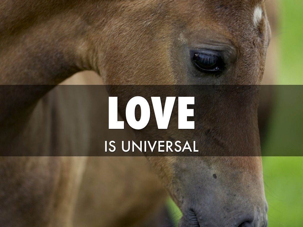 A Horse's Dictionary by brekken hoffman