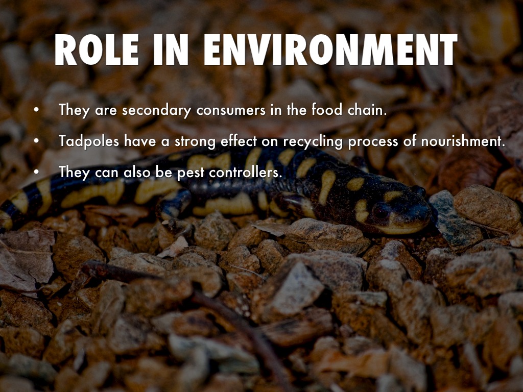 Amphibians by Russell Hubbs