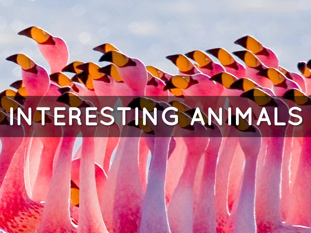 Interesting Animals