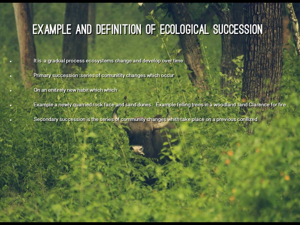 temperate deciduous forest energy pyramid