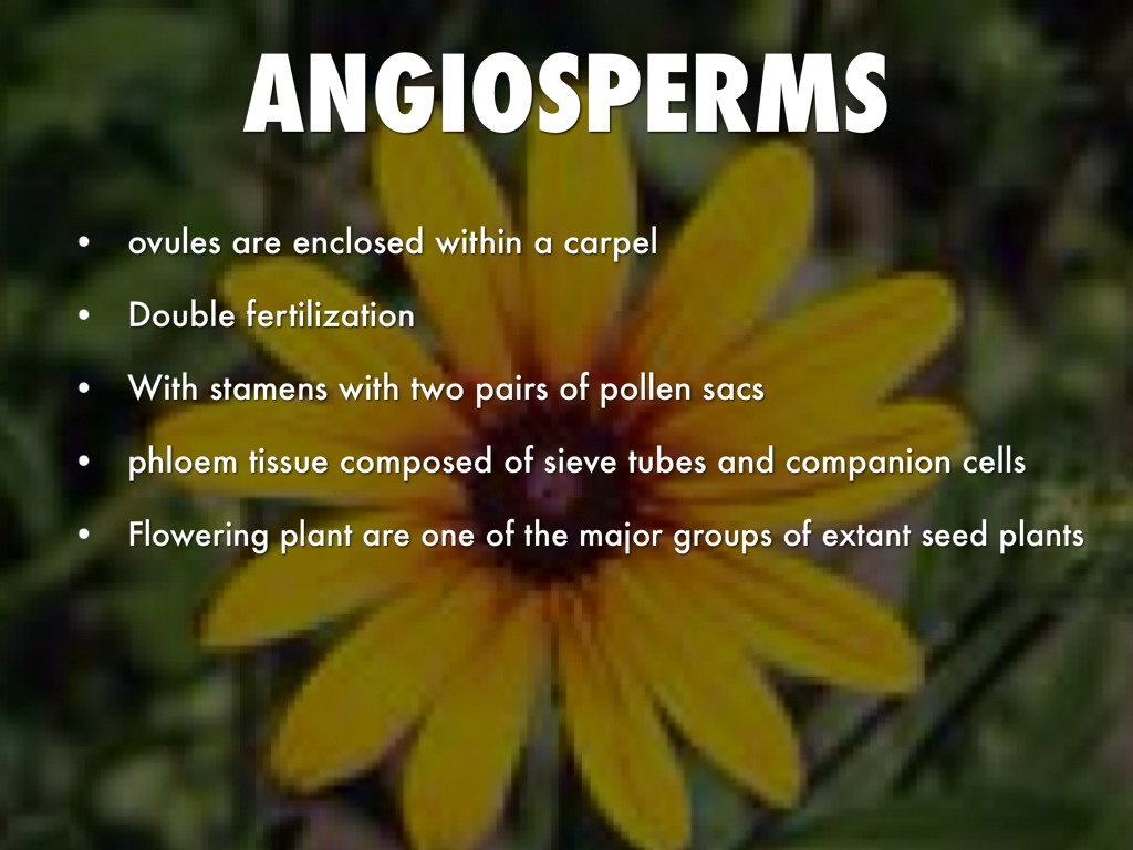 Biologyangio/gymnosperm by Raegan Price