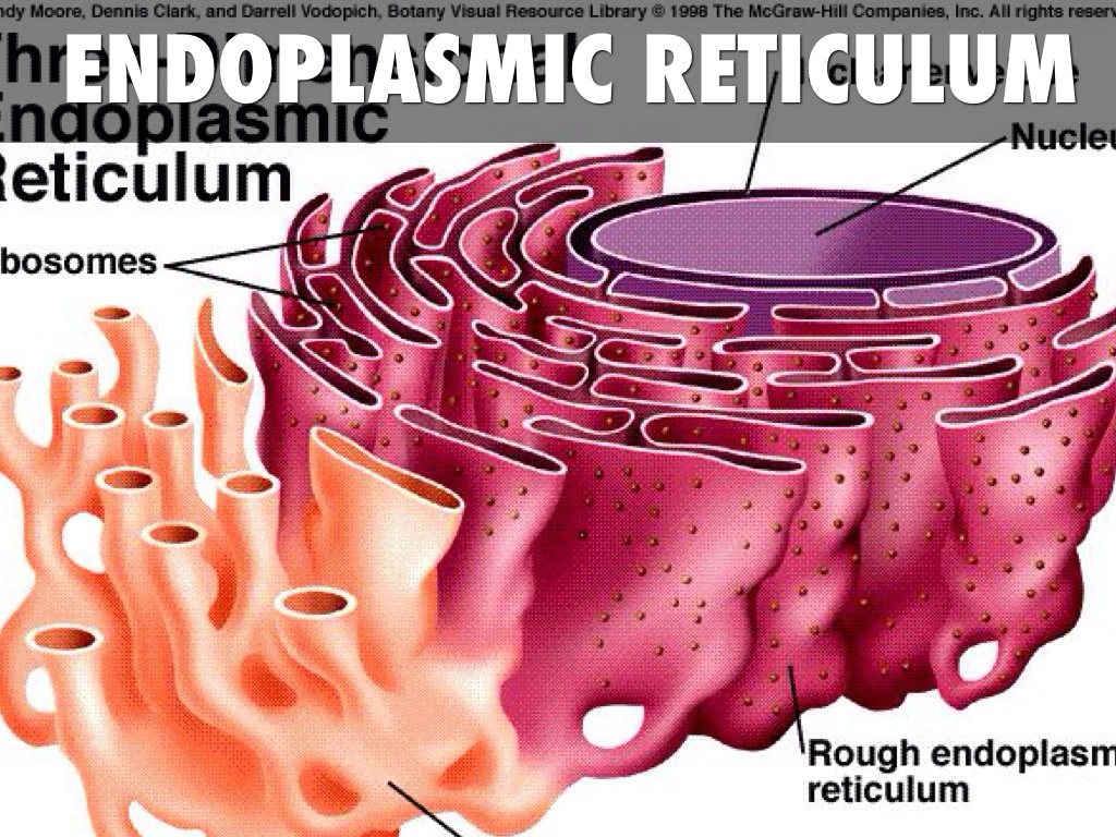 Endoplasmic Recticulum by Matthew