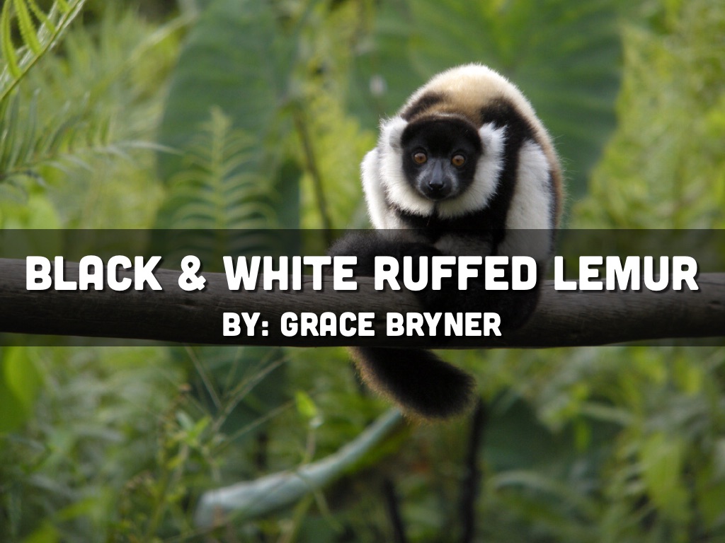 Black And White Ruffed Lemur