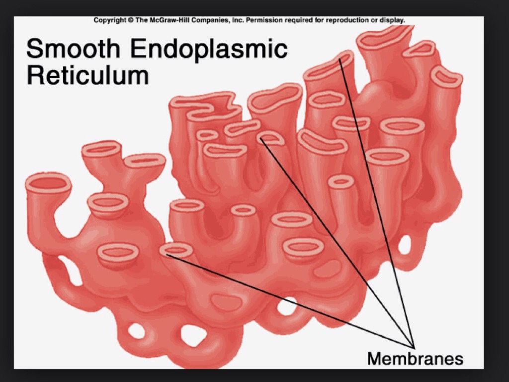 smooth endoplasmic reticulum