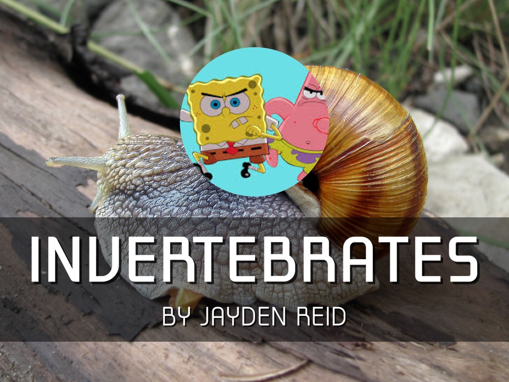 Invertebrates 