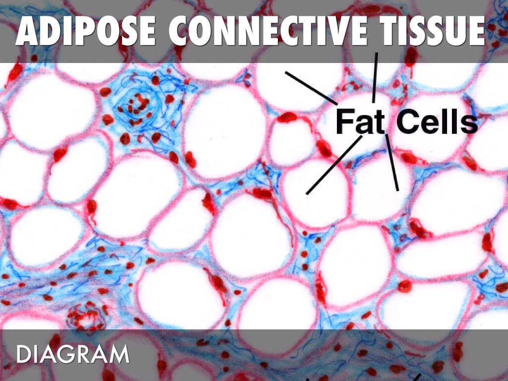 Connective Tissue Diagram