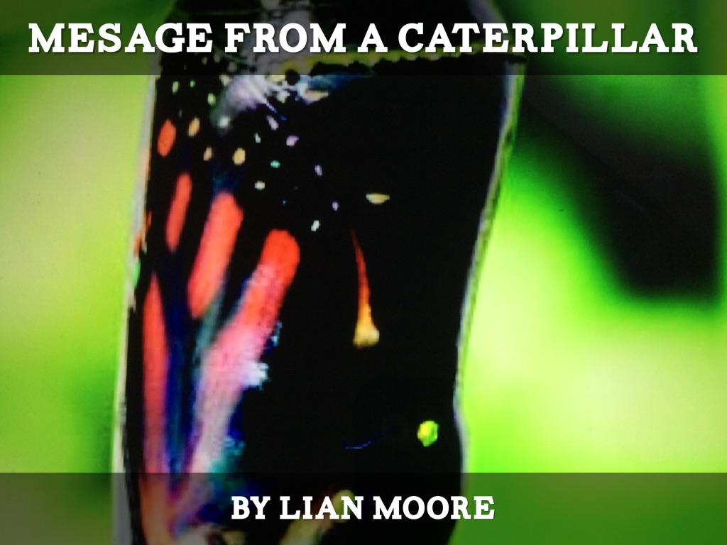 Message From A Caterpillar