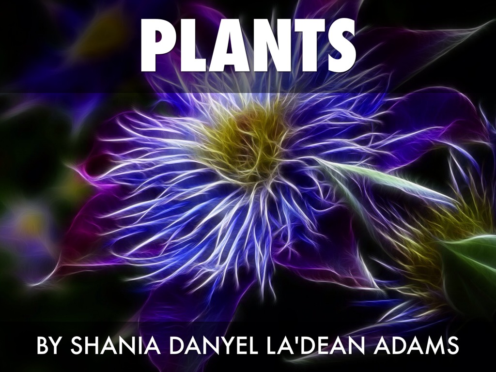 Plants
