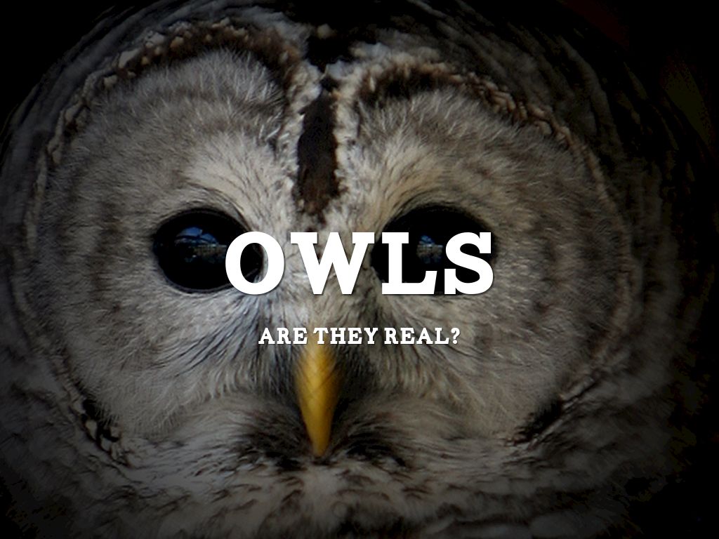 Owl