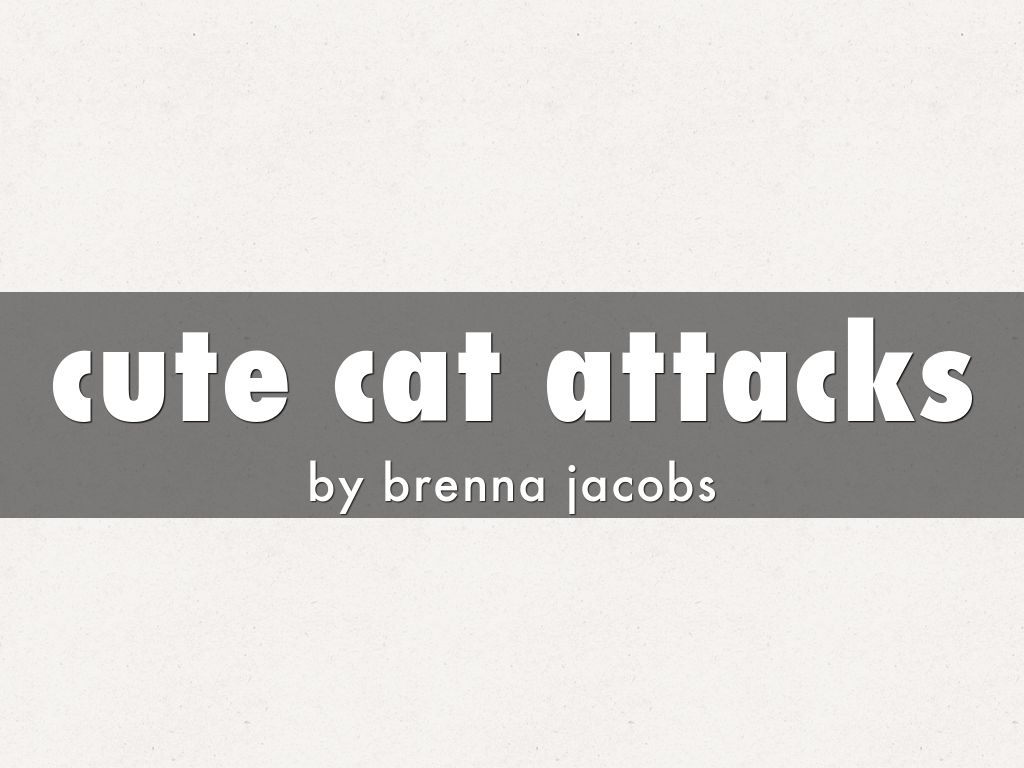 cute cat attacks