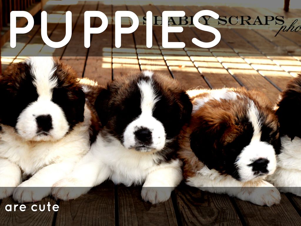 PUPPIES