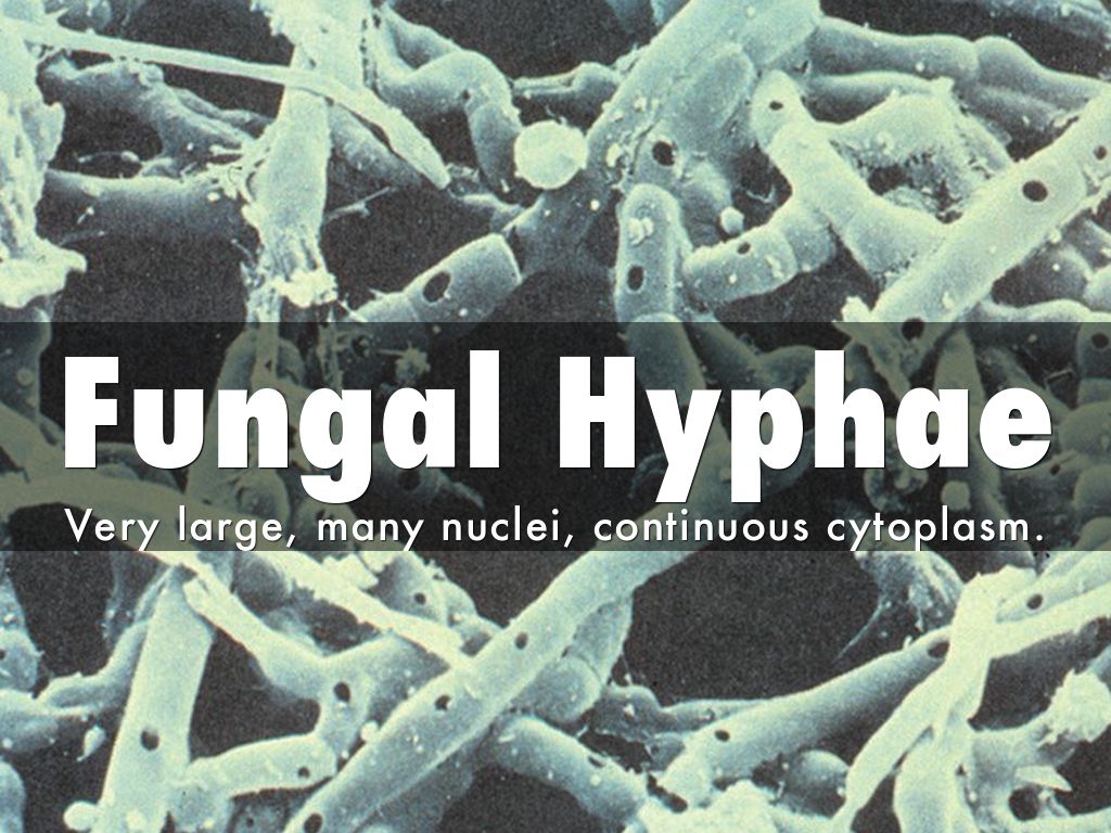 Fungal Hyphae