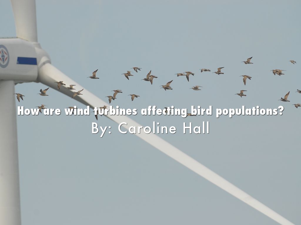 How are wind turbines affecting bird populations?